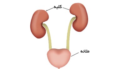 کلیه و مثانه