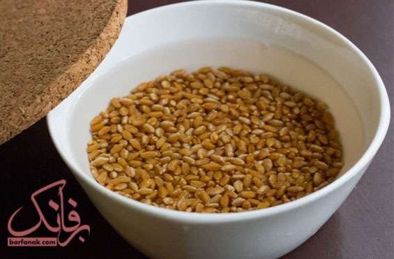 طرز کاشت سبزه گندم