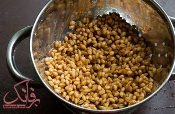 طرز کاشت سبزه گندم