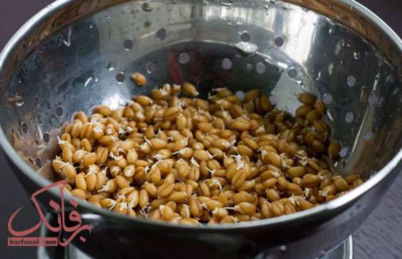 طرز کاشت سبزه گندم