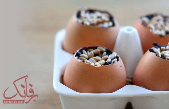 طرز کاشت سبزه تخم مرغی